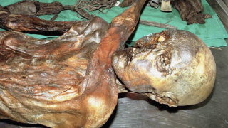 Scientists discover 5200-year-old iceman's final meal